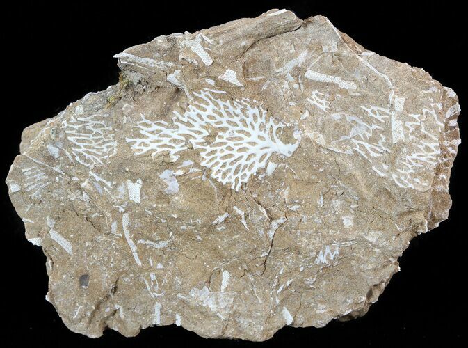 Ordovician Bryozoans (Chasmatopora) Plate - Estonia #49961